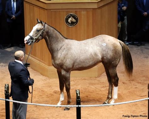 fasig tipton sales results
